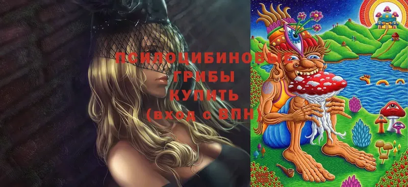 KRAKEN как зайти  Армавир  Галлюциногенные грибы Magic Shrooms 